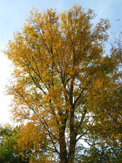  - Diverse 1 - Plimbari