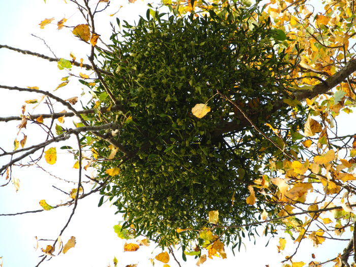 vîsc - Diverse 1 - Plimbari