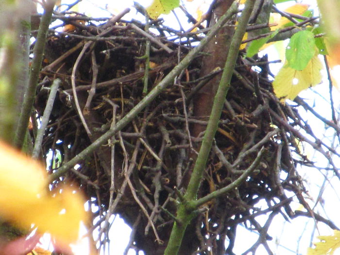 cuib - Diverse 1 - Plimbari