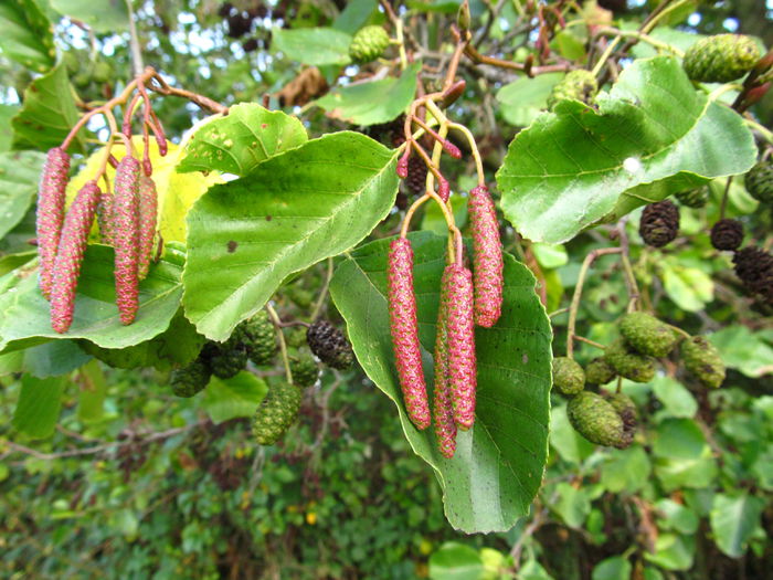 mesteacăn - Diverse 1 - Plimbari