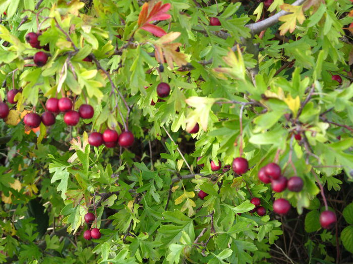 Păducel - Diverse 1 - Plimbari