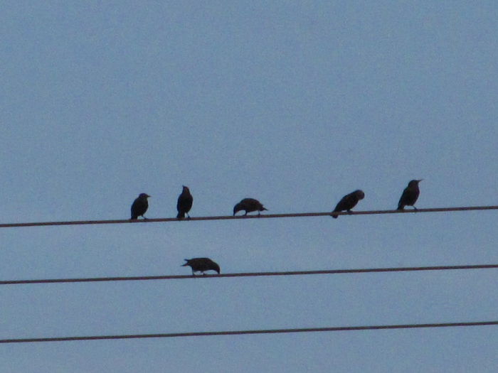 alte sîrme - Diverse 1 - Plimbari