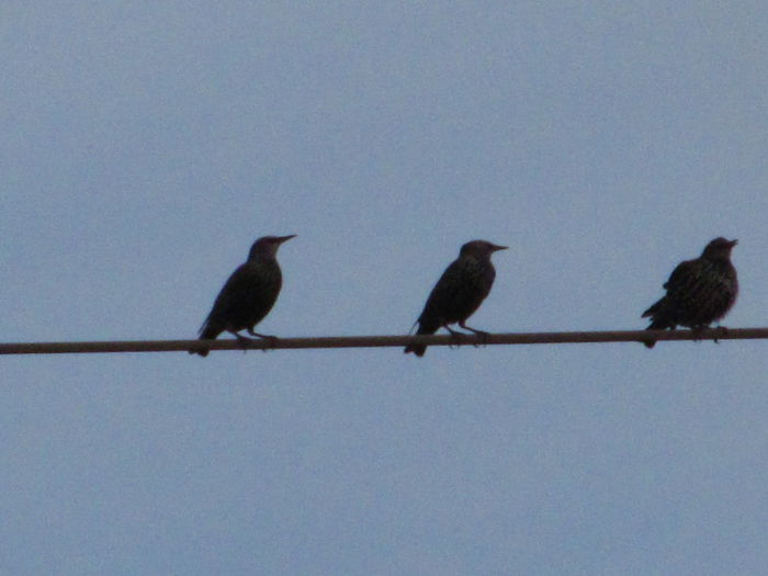  - Diverse 1 - Plimbari