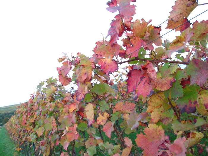  - Diverse 1 - Plimbari