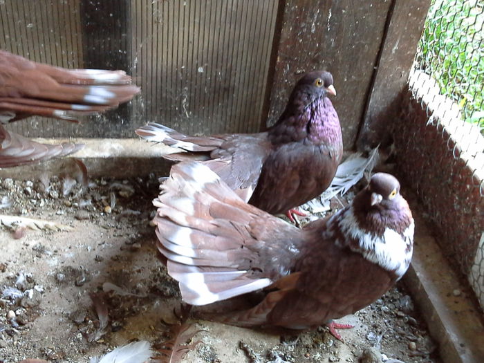 20141019_153112 - CASTANII DE CRAIOVA