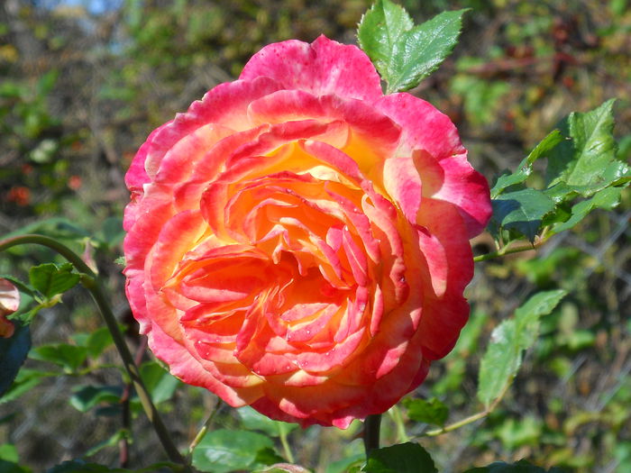 gartenspas - trandafiri 2014