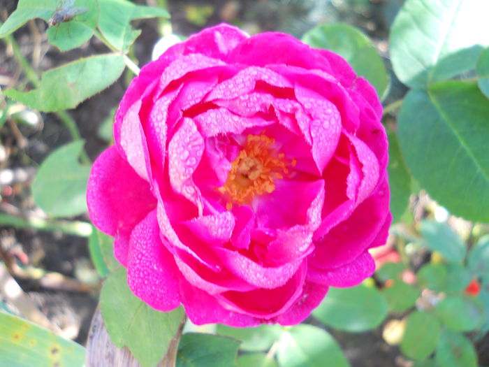 rose de resh - trandafiri 2014
