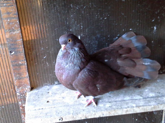 20141019_153317 - CASTANII DE CRAIOVA