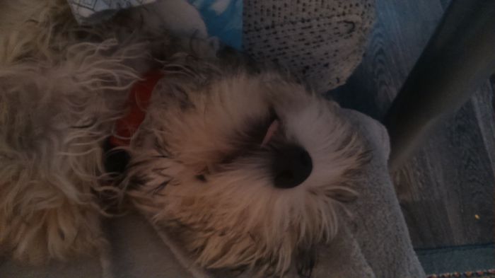 DSC_0711 - Fritz  Bella  Mimi