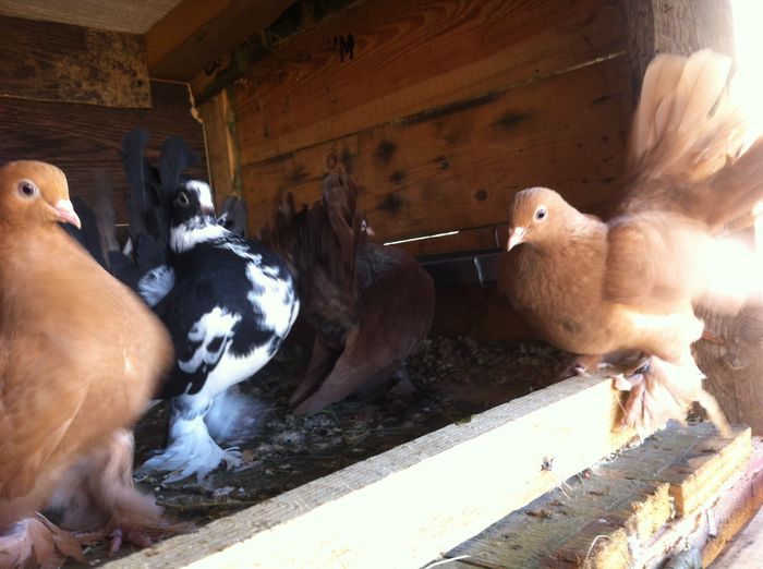 image - Rostovi si voltati