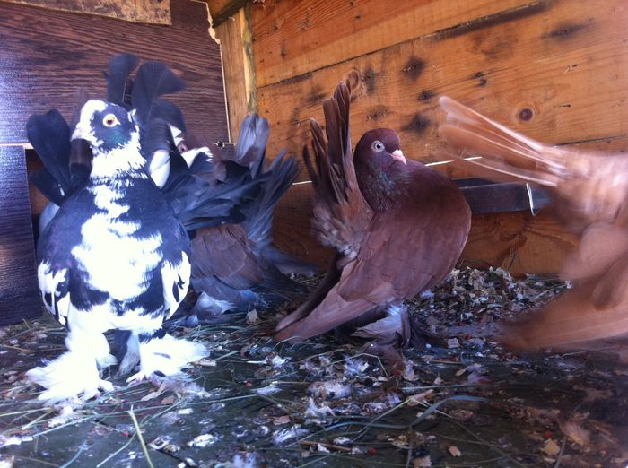 image - Rostovi si voltati