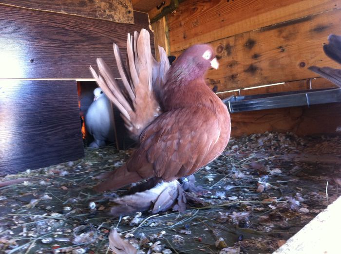 image - Rostovi si voltati