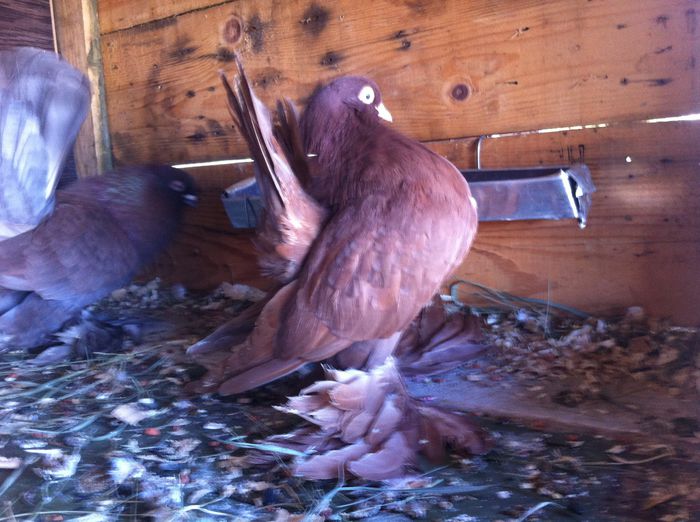 image - Rostovi si voltati