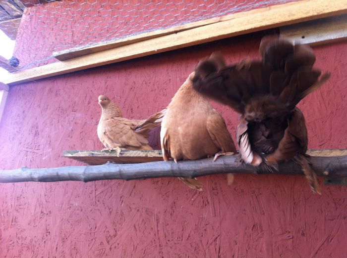 image - Rostovi si voltati