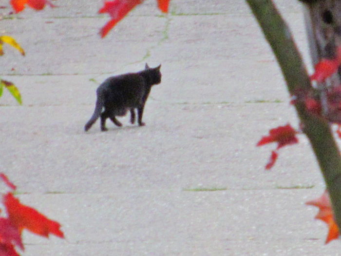 o mita neagra - din Balcon