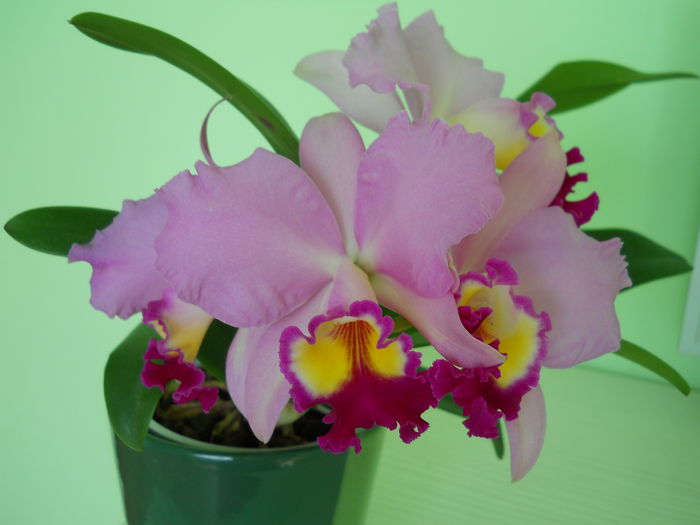 DSCN4815_002 - cattleya