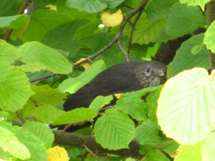 ca nu o vad - din Balcon