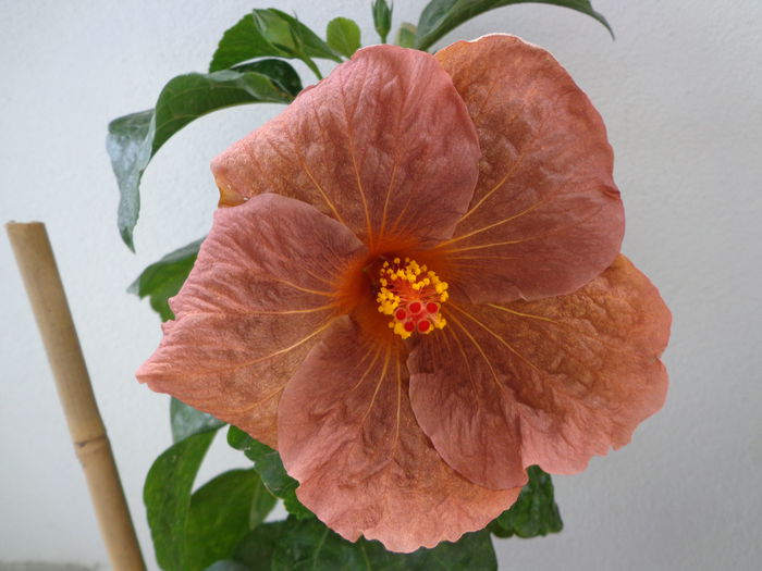 DSC04399 - HIBISCUS TOPAZ GLORY