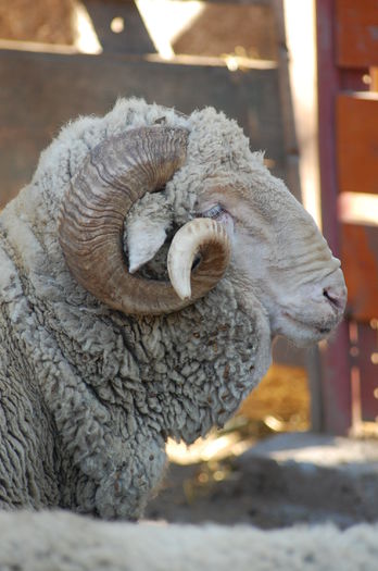 DSC_2795 - berbeci merinos