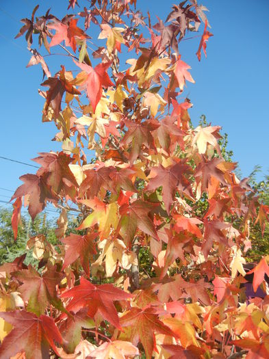 Liquidambar styraciflua (2014, Oct.19) - Liquidambar styraciflua