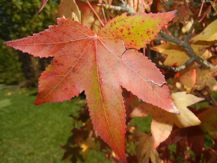 Liquidambar styraciflua (2014, Oct.19)