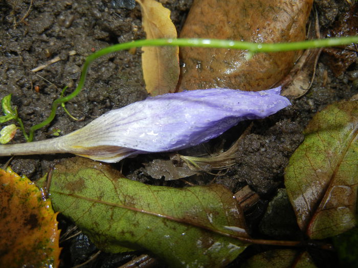 Crocus speciosus (2014, October 18)