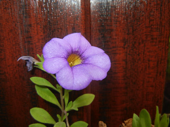 Calibrachoa Blue (2014, October 17)