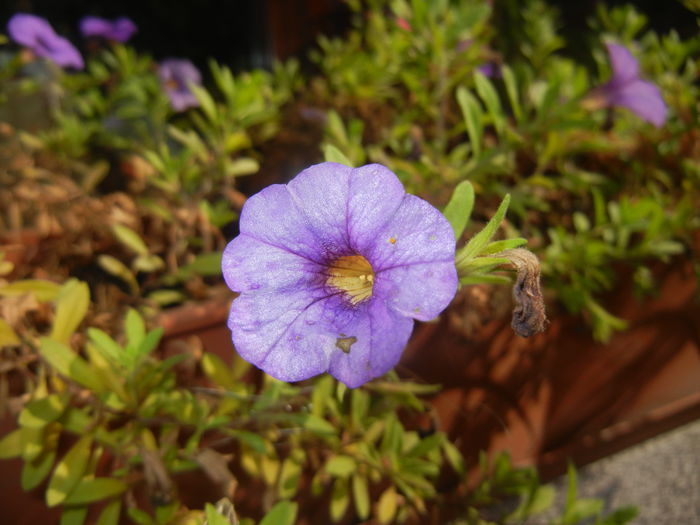 Calibrachoa Blue (2014, October 19)