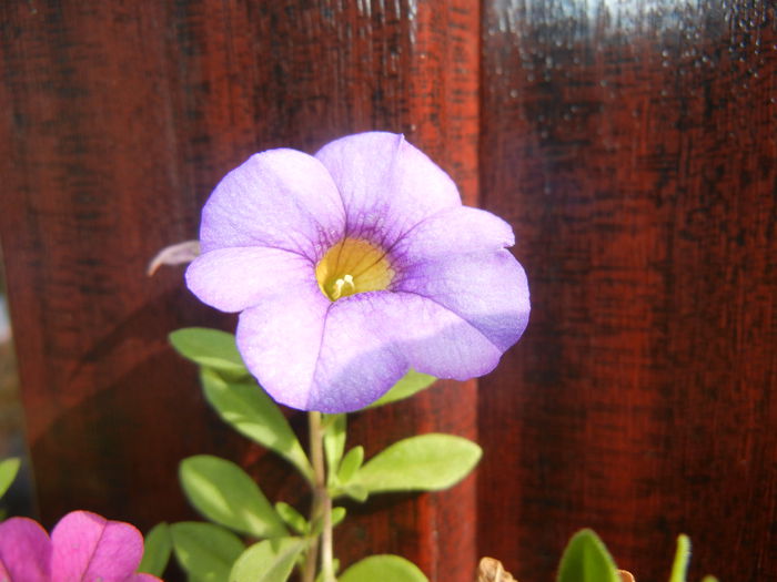 Calibrachoa Blue (2014, October 19)