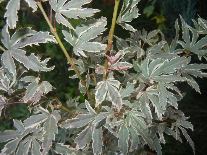 Acer palmatum Butterfly (2014, Oct.19)