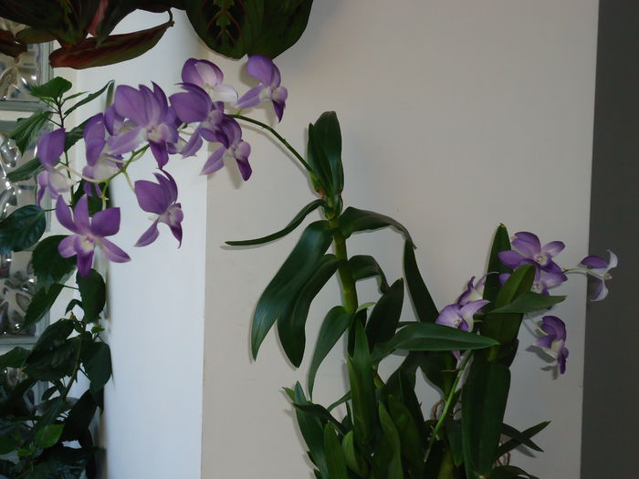DSC02127 - flori 2014