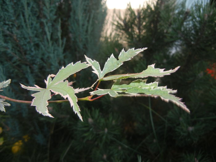 Acer palmatum Butterfly (2014, Oct.19)