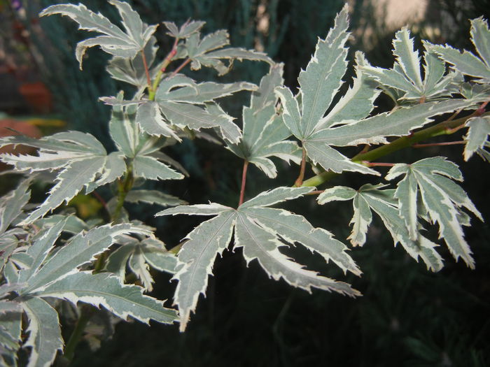 Acer palmatum Butterfly (2014, Oct.19)