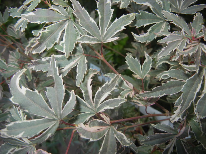 Acer palmatum Butterfly (2014, Oct.19)