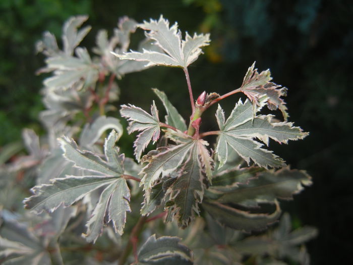 Acer palmatum Butterfly (2014, Oct.19) - Acer palmatum Butterfly