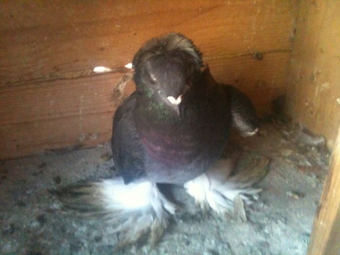 vanduta - urias si incaltati cu mot