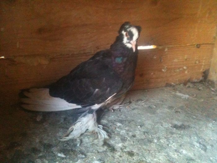 image - urias si incaltati cu mot