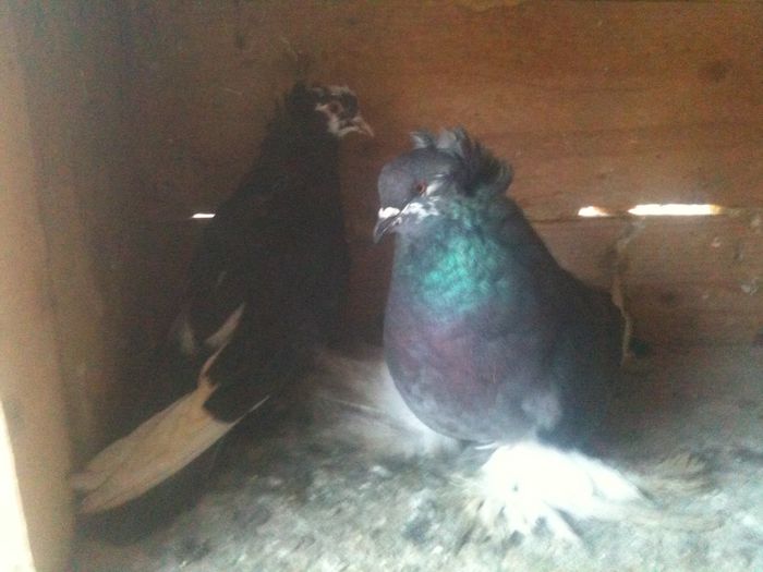 mama cu puisoru eii - urias si incaltati cu mot