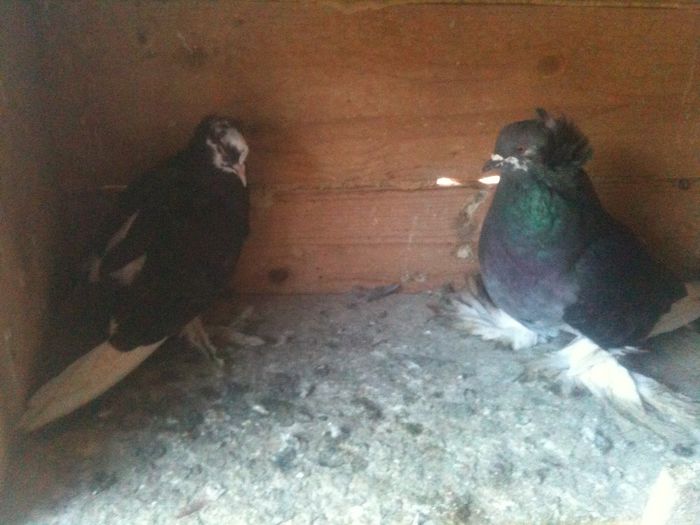 image - urias si incaltati cu mot