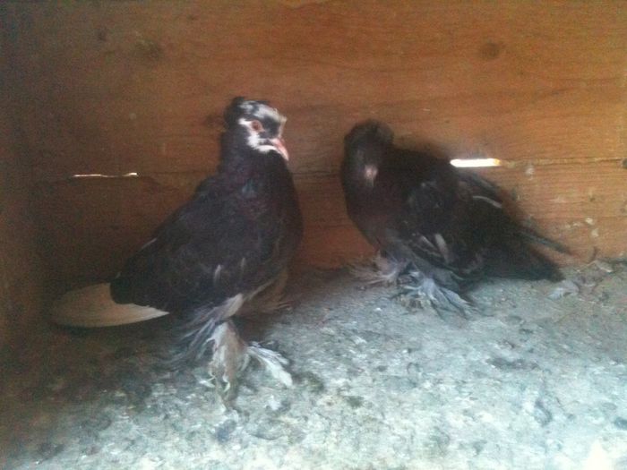 fratii - urias si incaltati cu mot