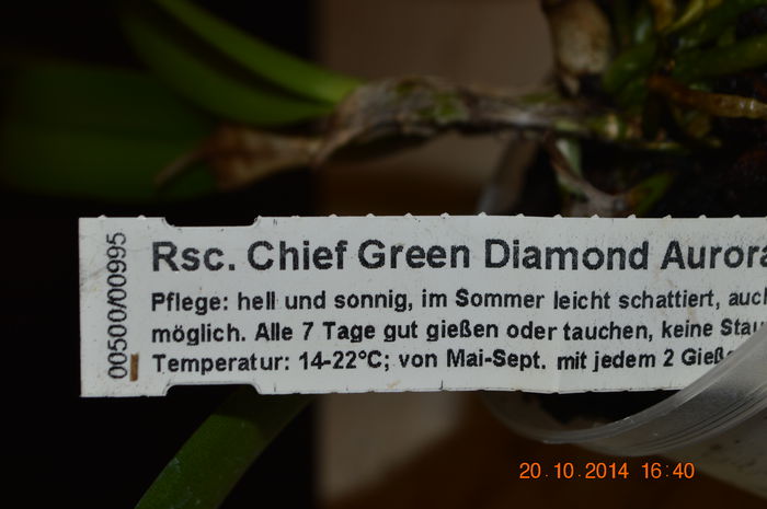 DSC_1034 - 1 Orhidee Germania