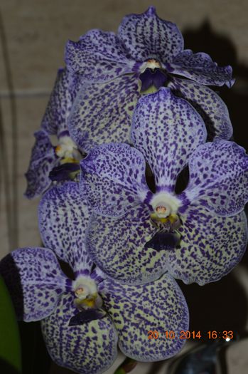 DSC_1016 - Vanda