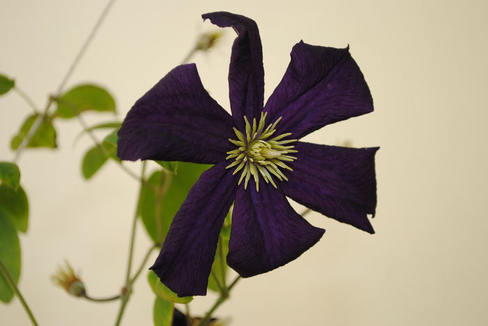 clematis Romantika - Trandafiri si clematite III