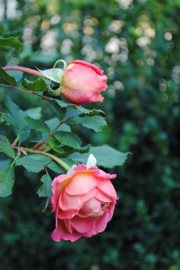 Jubilee Celebration,14 oct - Trandafiri si clematite III