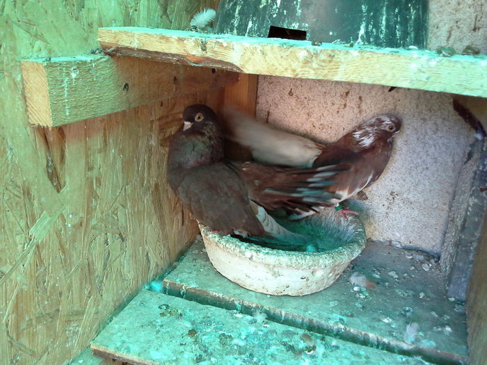 20141019_151455 - CASTANII DE CRAIOVA