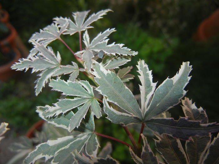 Acer palmatum Butterfly (2014, Oct.19)