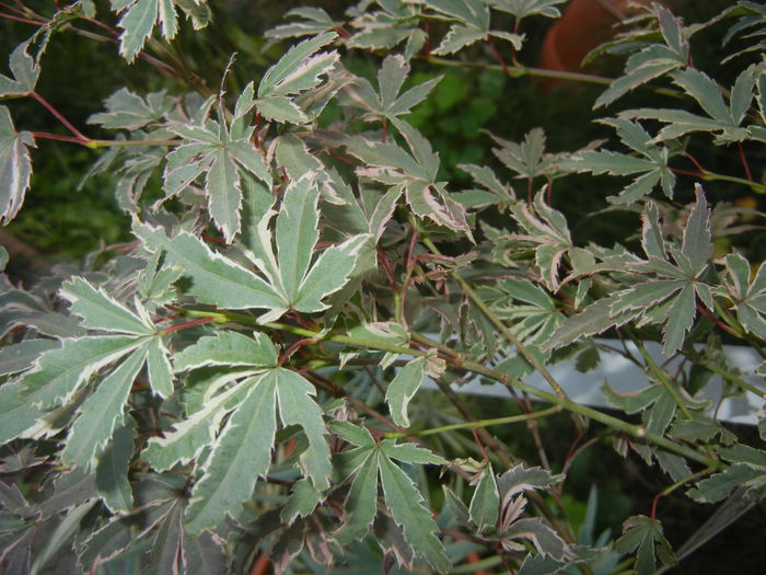 Acer palmatum Butterfly (2014, Oct.19) - Acer palmatum Butterfly