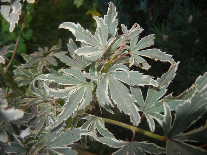 Acer palmatum Butterfly (2014, Oct.19)