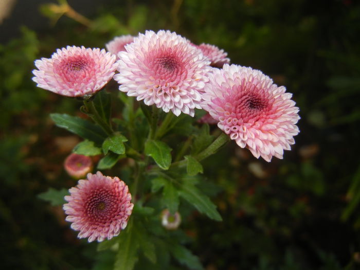 Chrysanth Bellissima (2014, Oct.19) - Chrysanth Bellissima