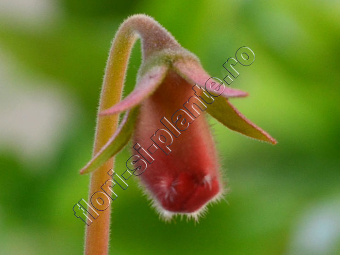 Sinningia Luci s ?? - GLOXINIA_SINNINGIA - Hibrizii mei -My hybrids